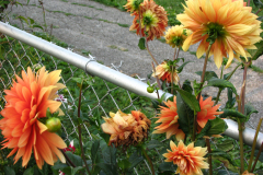1_Dahlias-8-08-95