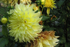 1_Dahlias-8-08-96