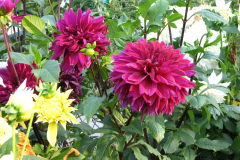 1_Dahlias-8-08-97