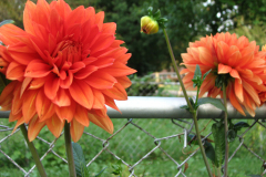 1_Dahlias-8-08-98