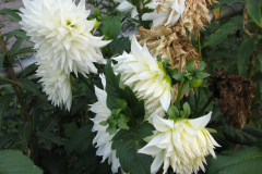 1_Dahlias-8-08-99