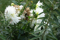 1_Dahlias-8-08