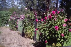 20030415Dahlias1