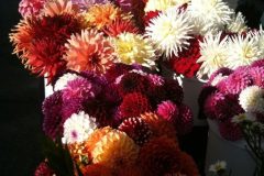 Aztec_Dahlias-768x1024