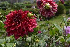 Chettiar_Park_Flower