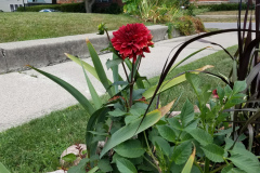Dahlias-1-1