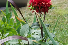 Dahlias-1-10