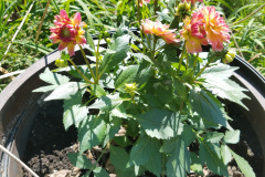 Dahlias-1-11