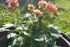 Dahlias-1-12