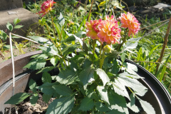 Dahlias-1-13