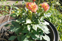 Dahlias-1-14