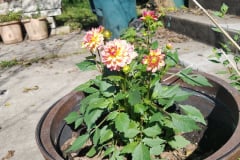 Dahlias-1-17