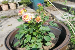 Dahlias-1-19