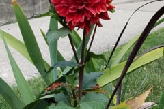 Dahlias-1-2