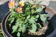 Dahlias-1-20