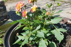 Dahlias-1-22