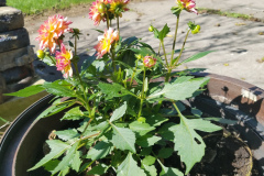 Dahlias-1-24