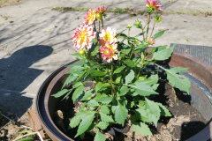 Dahlias-1-25