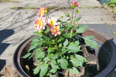 Dahlias-1-26