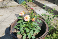 Dahlias-1-27