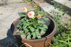 Dahlias-1-28
