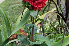 Dahlias-1-3