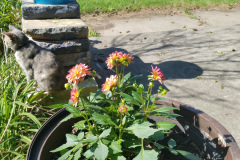 Dahlias-1-31