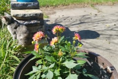 Dahlias-1-31