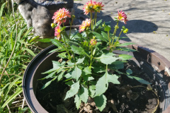 Dahlias-1-32