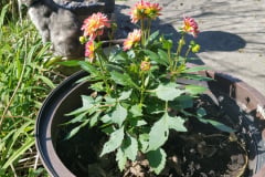 Dahlias-1-32