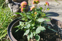 Dahlias-1-33