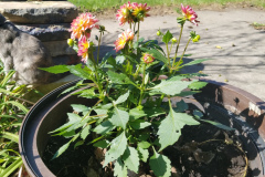 Dahlias-1-35