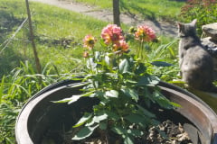 Dahlias-1-37