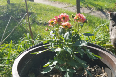 Dahlias-1-38