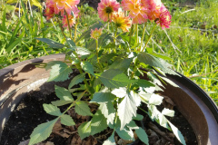 Dahlias-1-44