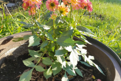 Dahlias-1-45