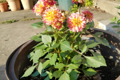 Dahlias-1-51