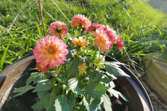 Dahlias-1-58