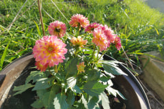 Dahlias-1-58