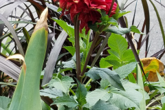 Dahlias-1-6