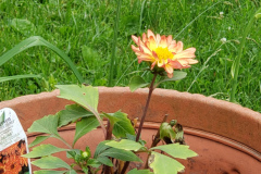 Dahlias-1-65