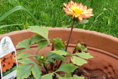 Dahlias-1-69