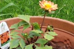 Dahlias-1-70