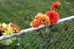Dahlias-8-08-1