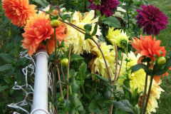 Dahlias-8-08-10