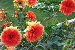 Dahlias-8-08-11