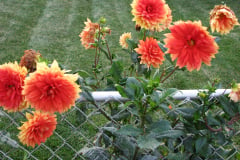 Dahlias-8-08-13