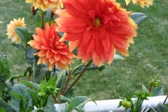 Dahlias-8-08-14