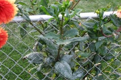 Dahlias-8-08-15