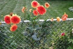 Dahlias-8-08-16